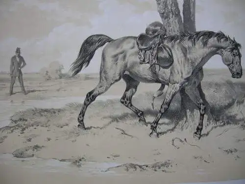 Pferd entledigt sich Sattel kolor Orig Lithografie Tony Strassgschwandtner 1860 