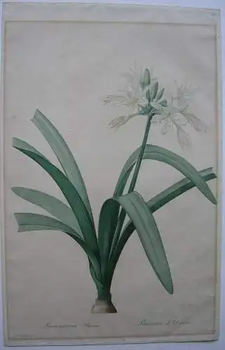 Pierre-Jos. Redouté Pancratium Illyricum kolor Orig Punktierstich 1815 Longlois