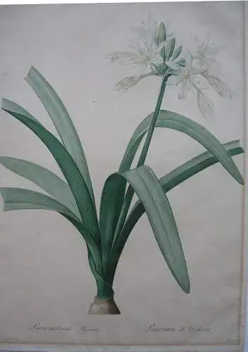 Pierre-Jos. Redouté Pancratium Illyricum kolor Orig Punktierstich 1815 Longlois