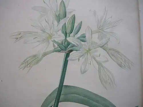 Pierre-Jos. Redouté Pancratium Illyricum kolor Orig Punktierstich 1815 Longlois