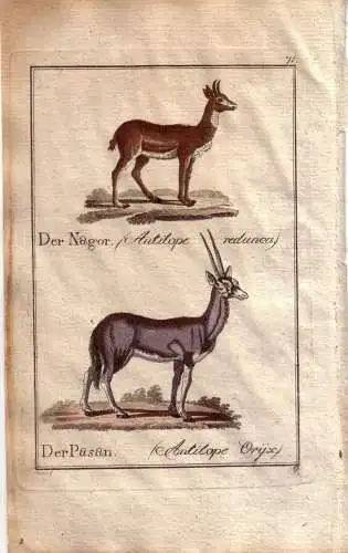 Antilopen Nagor Pasan Orig Kupferstich C. Seipp 1800  