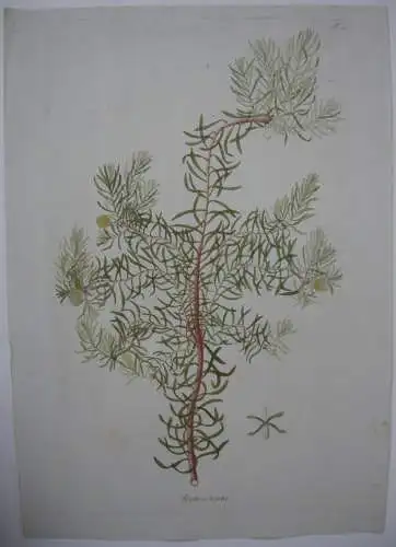 Zuckerbusch Protea torta kolor Kupferstich 1797  