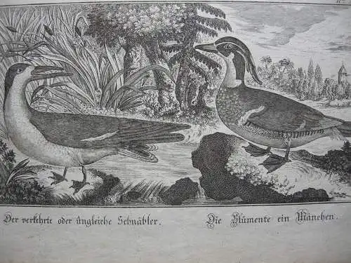 Ungleicher Schnäbler Blümente Erpel Entenvögel Orig Kupferstich 1800