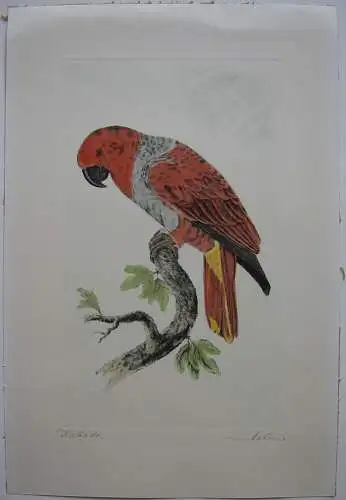 Kakadu Papagei Orig Farbradierung signiert Holm um 1960 Ornithologie 