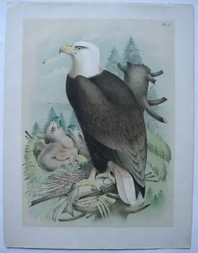 Weißkopfseeadler Haliaeetus leucocephalus Chromolithografie 1900 Ornithologie