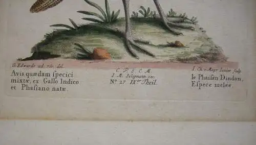 Hahnen Fasan Avis Phasiano natae kolor Orig Kupferstich G Edwards 1780 Seligmann