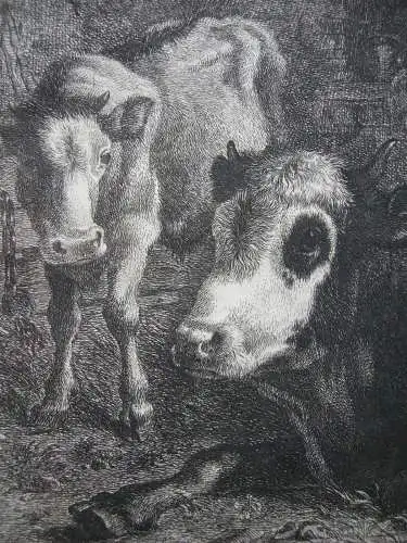 Francesco Lpondonio (1723-1783) Kuh mit Kalb im Stall Orig. Radierung 1759