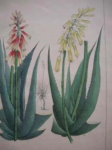 Rothe und Gemeine Aloe kolor Orig. Lithografie 1842 Affodil