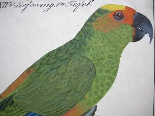 Feuerköpfiger Papagei sittacus pyrocephalius Lithographie 1850 Ornithologie