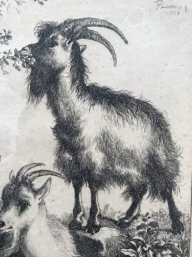 Francesco Londinio (1723-1783) Drei Ziegen Orig. Radierung 1758