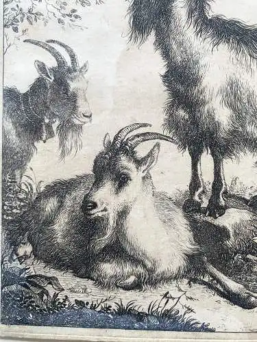 Francesco Londinio (1723-1783) Drei Ziegen Orig. Radierung 1758
