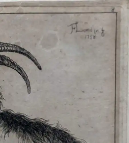 Francesco Londinio (1723-1783) Drei Ziegen Orig. Radierung 1758