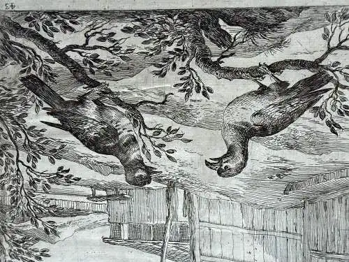 Dirck Stoop (ca. 1618-1681) Kuckuk und Falke Orig. Radierung um 1650 Ornitologie