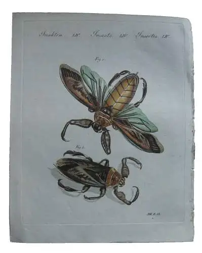 Großer Wasser-Scorpion oder Wasserwanze Kolor Kupferstich Bertuch Textblatt 1800