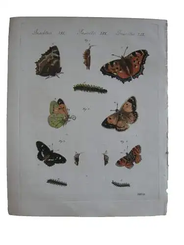 Tagfalter Geißklee Waldnessel Hafernessel Kol Kupferstich Bertuch Textblatt 1800