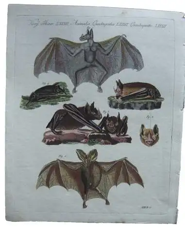 Fledermäuse wahre Vampir Kleeblattnase Herznase Kol Kupferstich Bertuch 1800