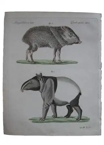 Maiba Indischer Tapir Patira oder Nabelschwein Kol Kupferstich Bertuch 1800