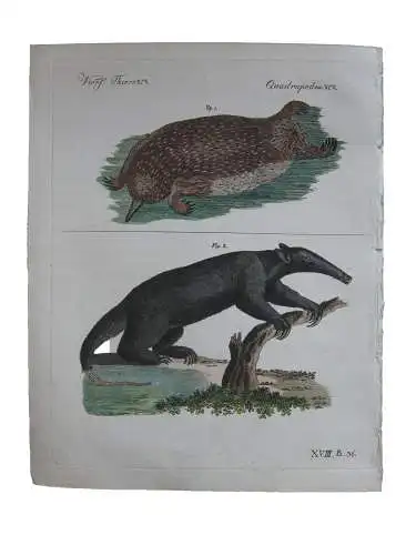 Borstiger Echidna Schwarzer Ameisenfresser Kol Kupferstich Bertuch 1800