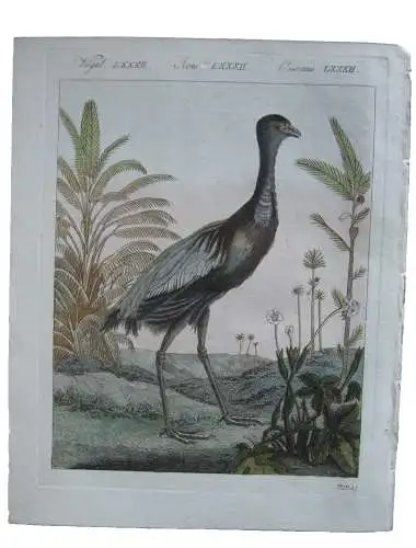 Der goldbrüstge Trompetenvogel Ornithologie Kol Kupferstich Bertuch 1800