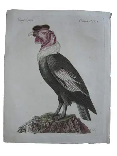 Der Condor Vultur gryphus Anden Ornithologie Kol Kupferstich Bertuch 1800