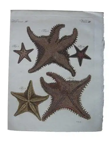 Meersterne Asterias netzförmiger Meer-Stern  Kolor Kupferstich Bertuch 1800