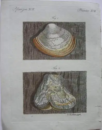 Muscheln mussels Herzmuschel Seefeder  Kolor Kupferstich Bertuch 1800