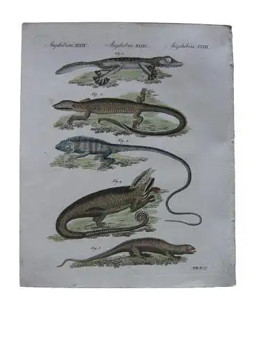 Amphibien Eidechsen Gecko Tupinambis Chamäleon Kolor Kupferstich Bertuch 1800