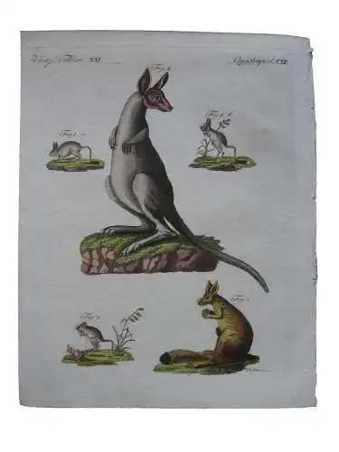 Springer Känguruh Capische Springer Jerboa Kolor Kupferstich Bertuch 1800