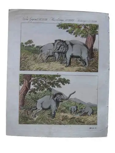 Elefanten Elefantenfang Elephantidae Rüsseltiere Kolor Kupferstich Bertuch 1800