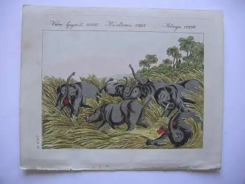 Kampf des Rhinoceros mit dem Elefanten Kolor Kupferstich Bertuch 1800