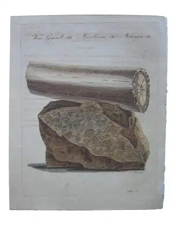 Archäologischer Elefantenzahn  Kolor Kupferstich Bertuch Textblatt 1800