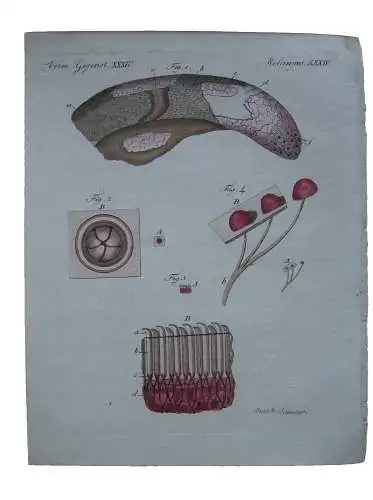 Mikroskopische Beef tongue Rinderzunge Papillen Kolor Kupferstich Bertuch 1800