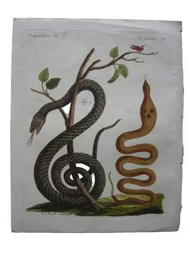 Amphibien Schlangen Snake Brillenschlange Kolor Kupferstich Bertuch 1800