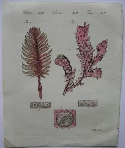 Korallen Seefeder Coralline Zoophyten Kolor Kupferstich Bertuch 1800
