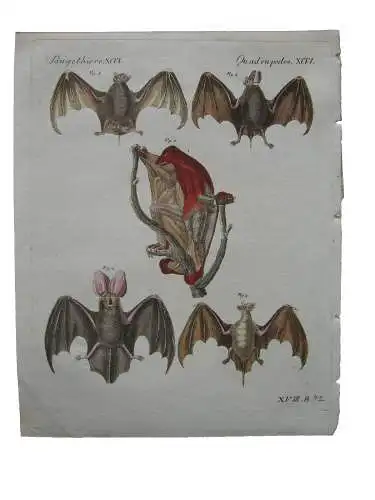Fledermäuse Bat Nyctere Dreispitz-Kammnase Taphien Kol Kupferstich Bertuch 1800
