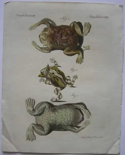 Amphibien Amerikanische Kröten frogs Frösche  Kolor Kupferstich Bertuch 1800