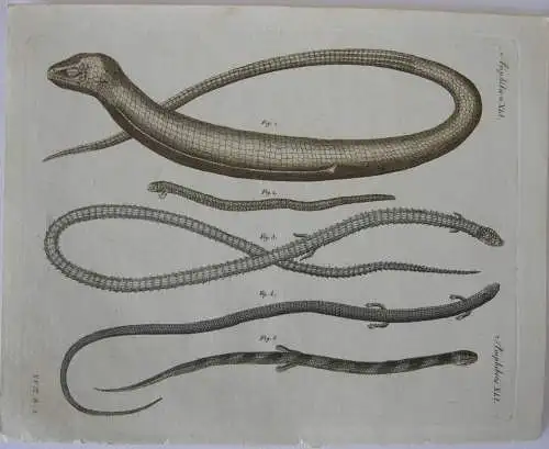 Amphibien Reptilien Scheltopusik Zweifuß  Kolor Kupferstich Bertuch 1800