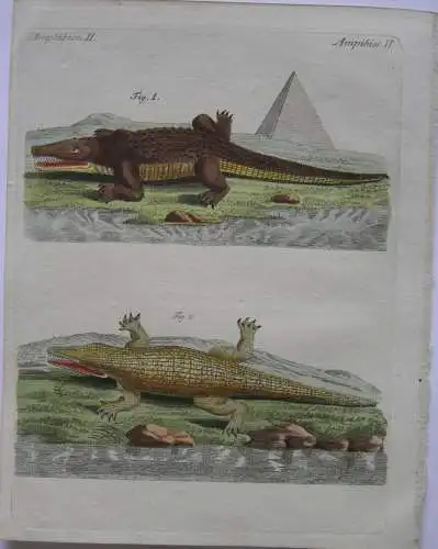 Amphibien Krokodile Nil-Krokodil Reptil Kolor Kupferstich Bertuch 1800