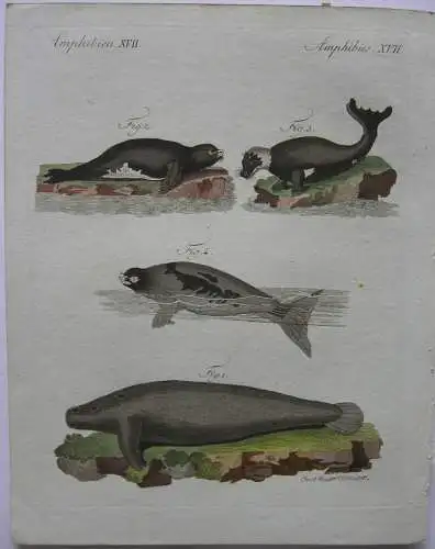 Amphibien Seehunde Walrosse Phoca Seal Kolor Kupferstich Bertuch 1800
