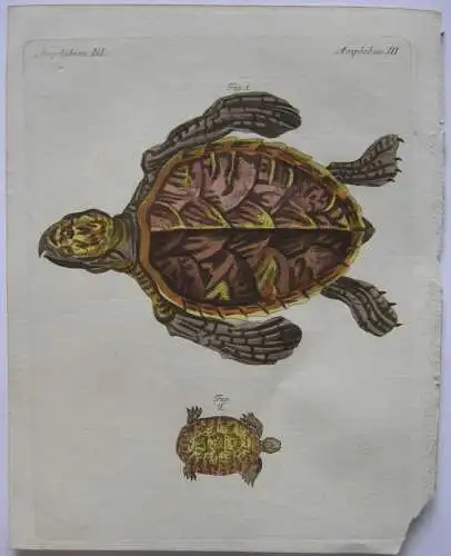 Amphibien Schildkröten turtle Landschildkröte Kolor Kupferstich Bertuch 1800