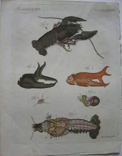 Krebse Gemeiner Flußkrebs Crabs  Kolor Kupferstich Bertuch 1800