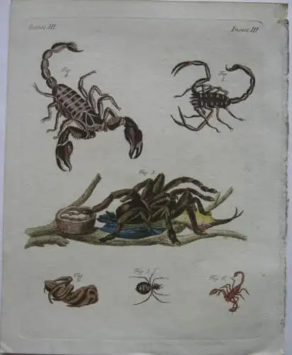 Insekten Spinne Scorpion Tarantel Spider Kolor Kupferstich Bertuch 1800