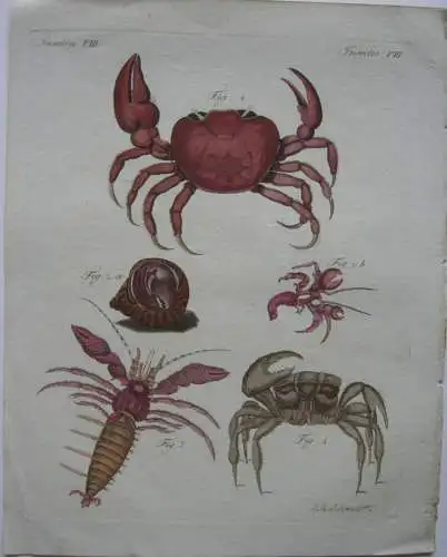 Krebse Landkrabbe Sandkrebs Bernhardskrebs Crabs  Kolor Kupferstich Bertuch 1800