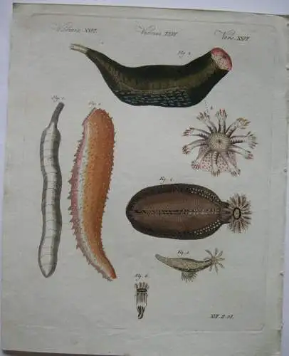 Holothurien Spritzwurm Phantapus Würmer Kolor Kupferstich Bertuch Textblatt 1800