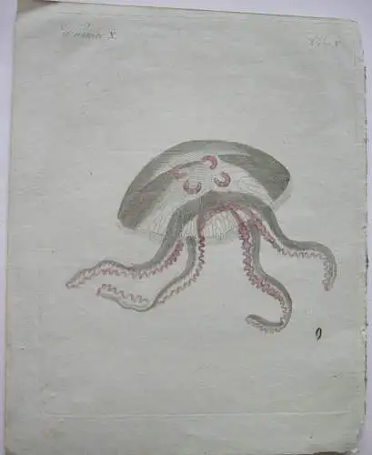 Qualle Mollusken Medusa aurita  Kolor Kupferstich Bertuch 1800
