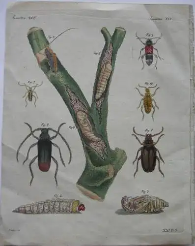 Käfer Coleoptera Bockkäfer Gärber Mystiker Kolor Kupferstich Bertuch 1800