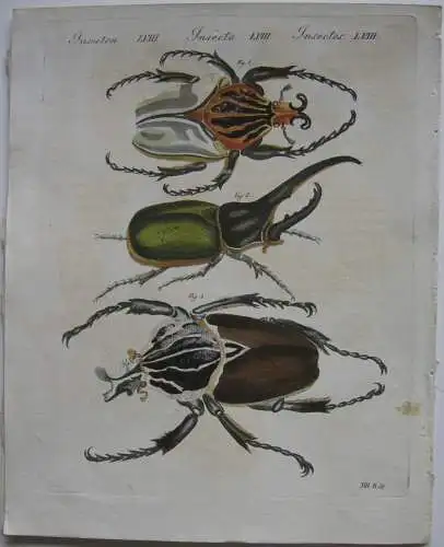 Käfer Scarabäen Herkules-Scharrkäfer Goliath Kolor Kupferstich Bertuch 1800