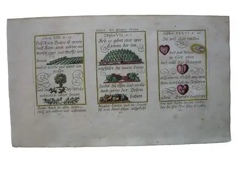 Alkolor geistl Emblemkupfer Bodenehr Senfkorn steinernes Herz Früchte Rebus 1699