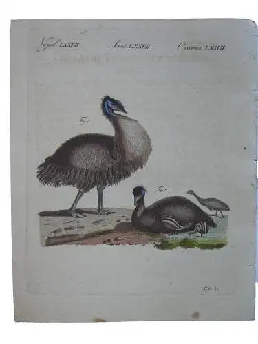 Vögel Birds Casuar von Neu-Guinea Laufvogel Kolor Kupferstich Bertuch 1800