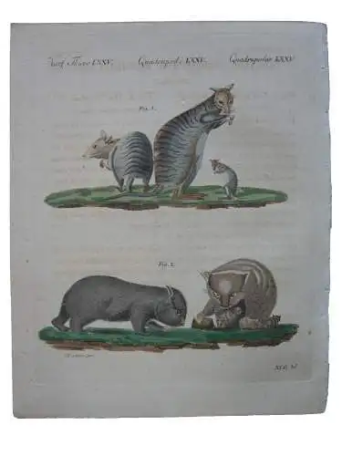 Säugetiere Gestreiftes Känguruh Wombat Australien Kolor Kupferstich Bertuch 1800